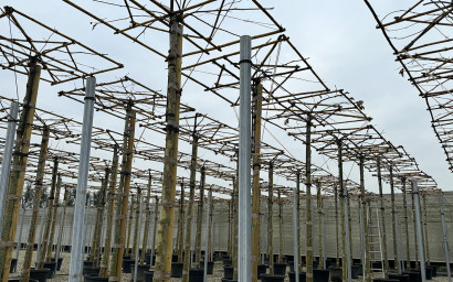 platanus acerifolia (obere form)